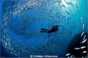 A swarm around a diver near the liberty-wreck in tulamben... by Christian Schlamann 